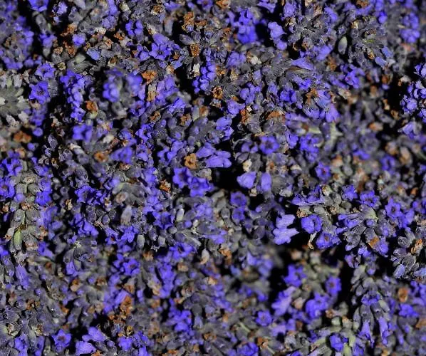 Апартаменты Veselko *